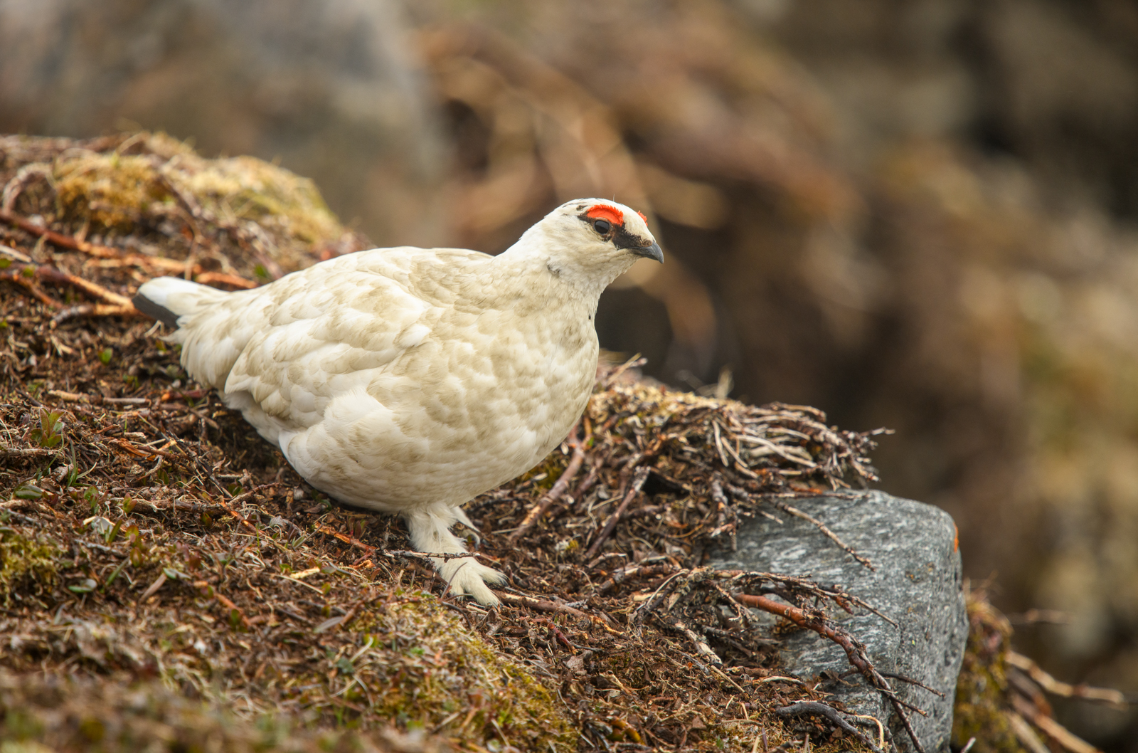 Rock Ptarmigan