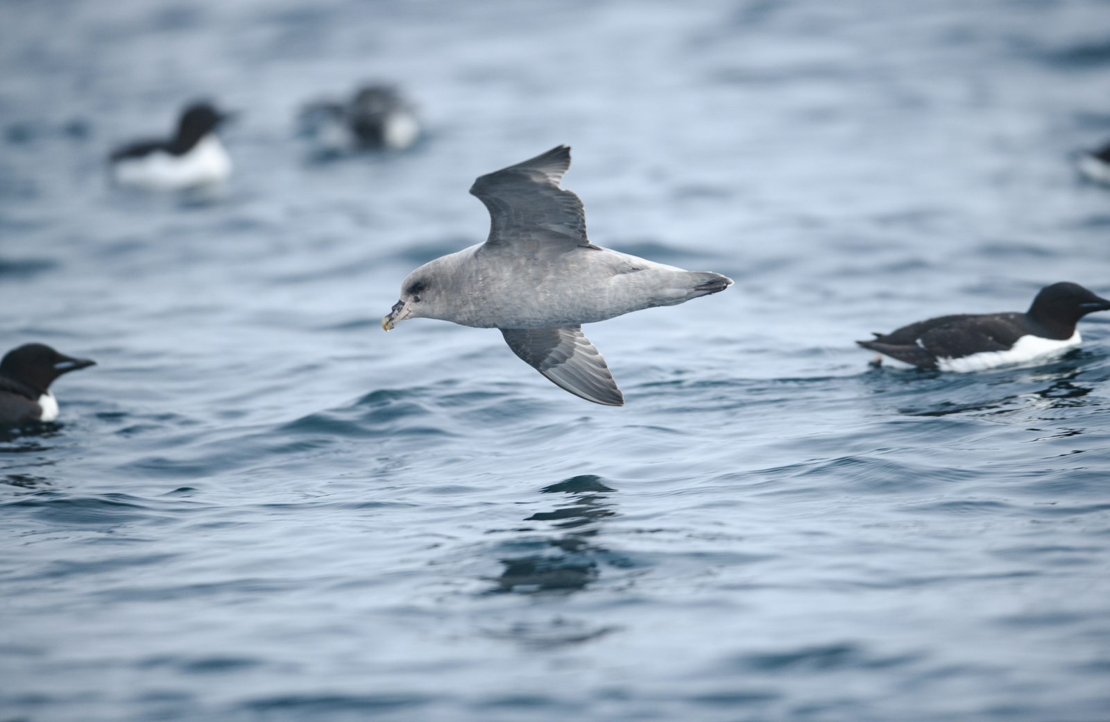 Northern Fulmar