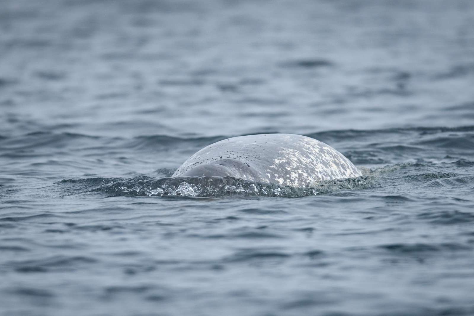 Narwhal