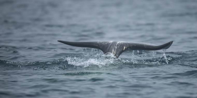 Narwhals & Polar Bears: Pond Inlet Trip Report (Jun 19 - 26, 2025)