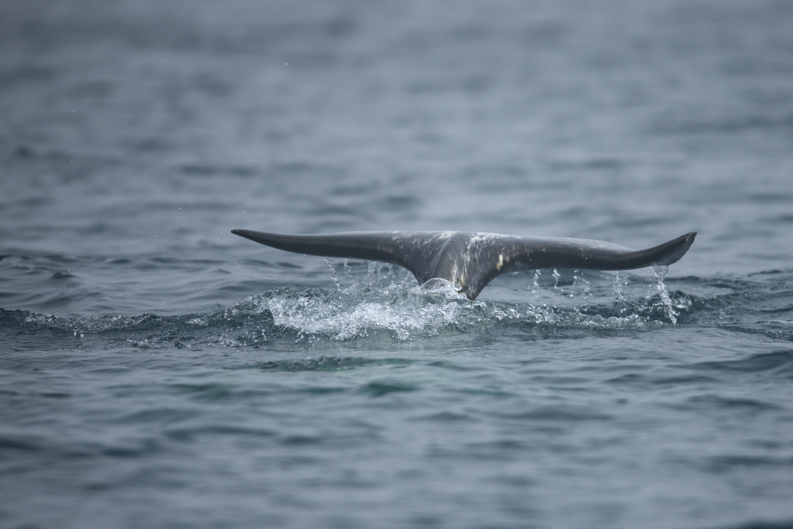 Narwhal fluke