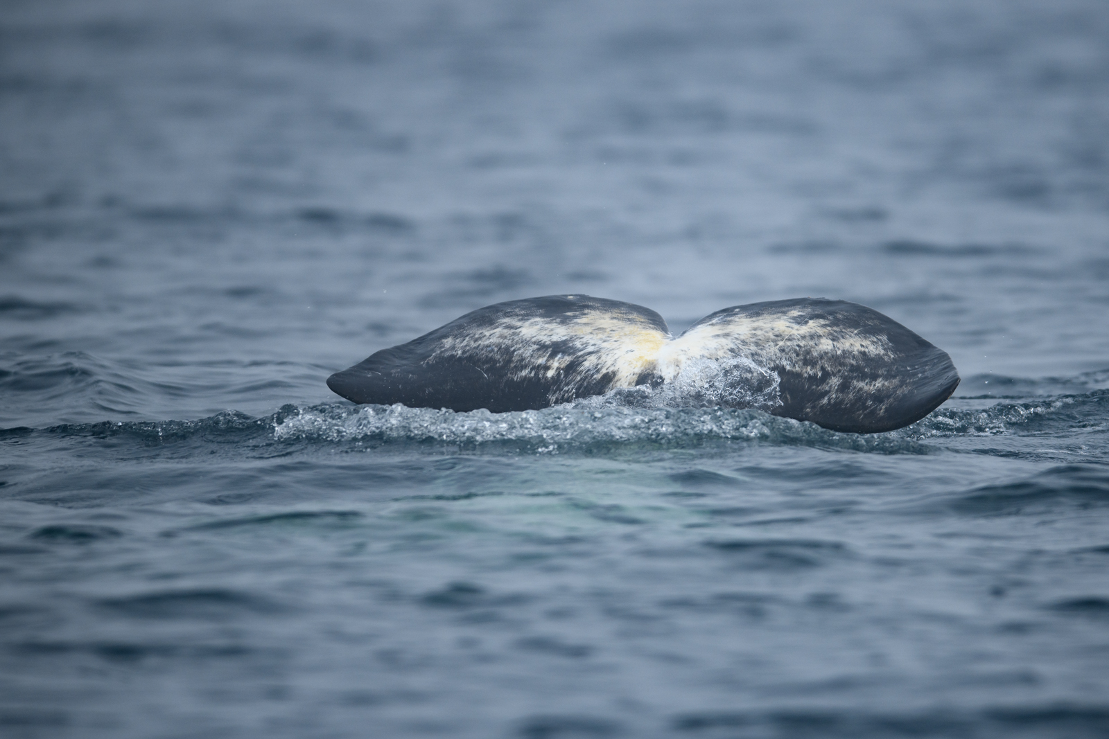 Narwhal fluke