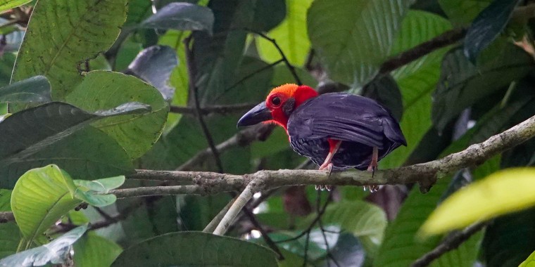 Borneo: Bristleheads and Orangutans 2025 Trip Report