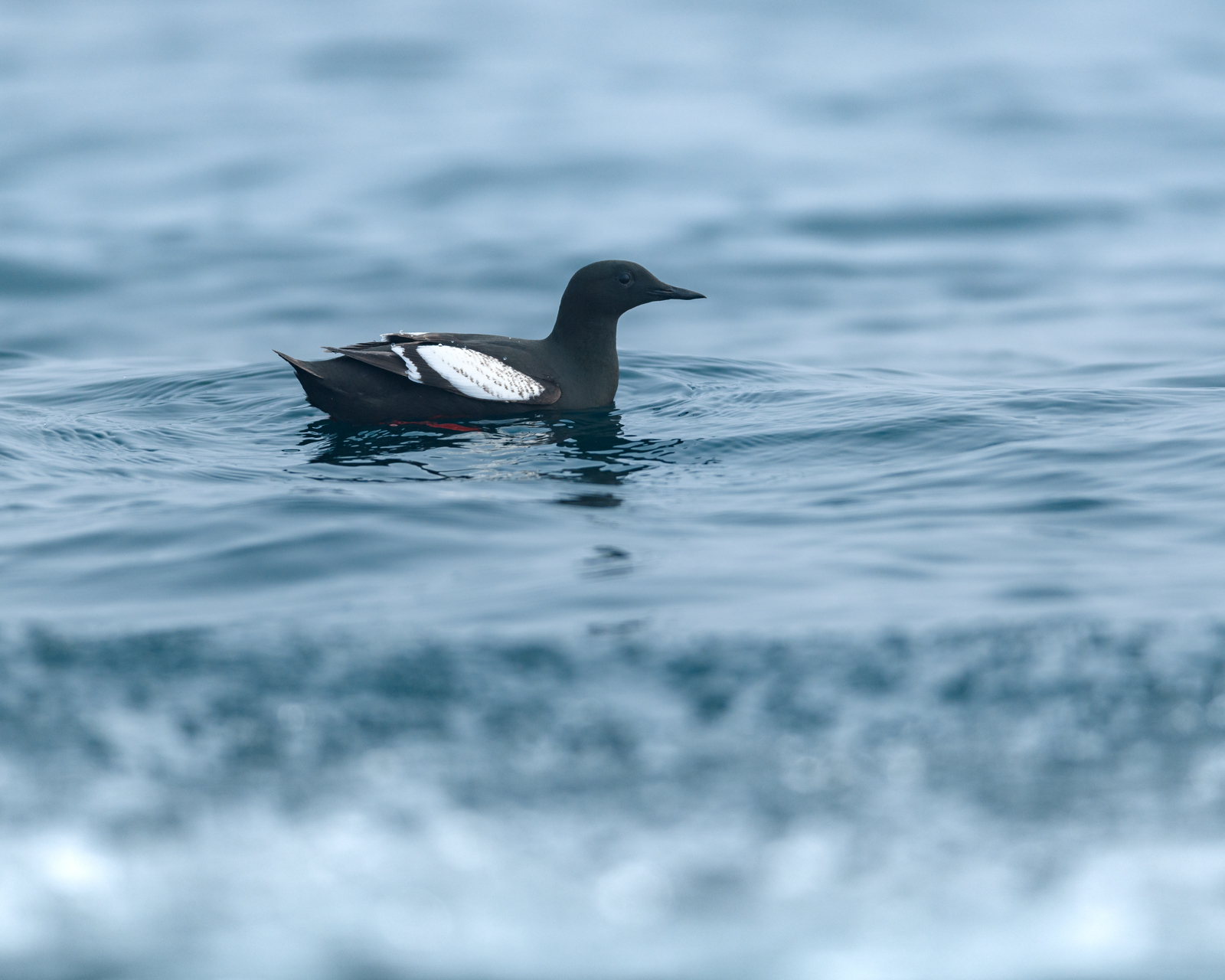 Black Guillemot