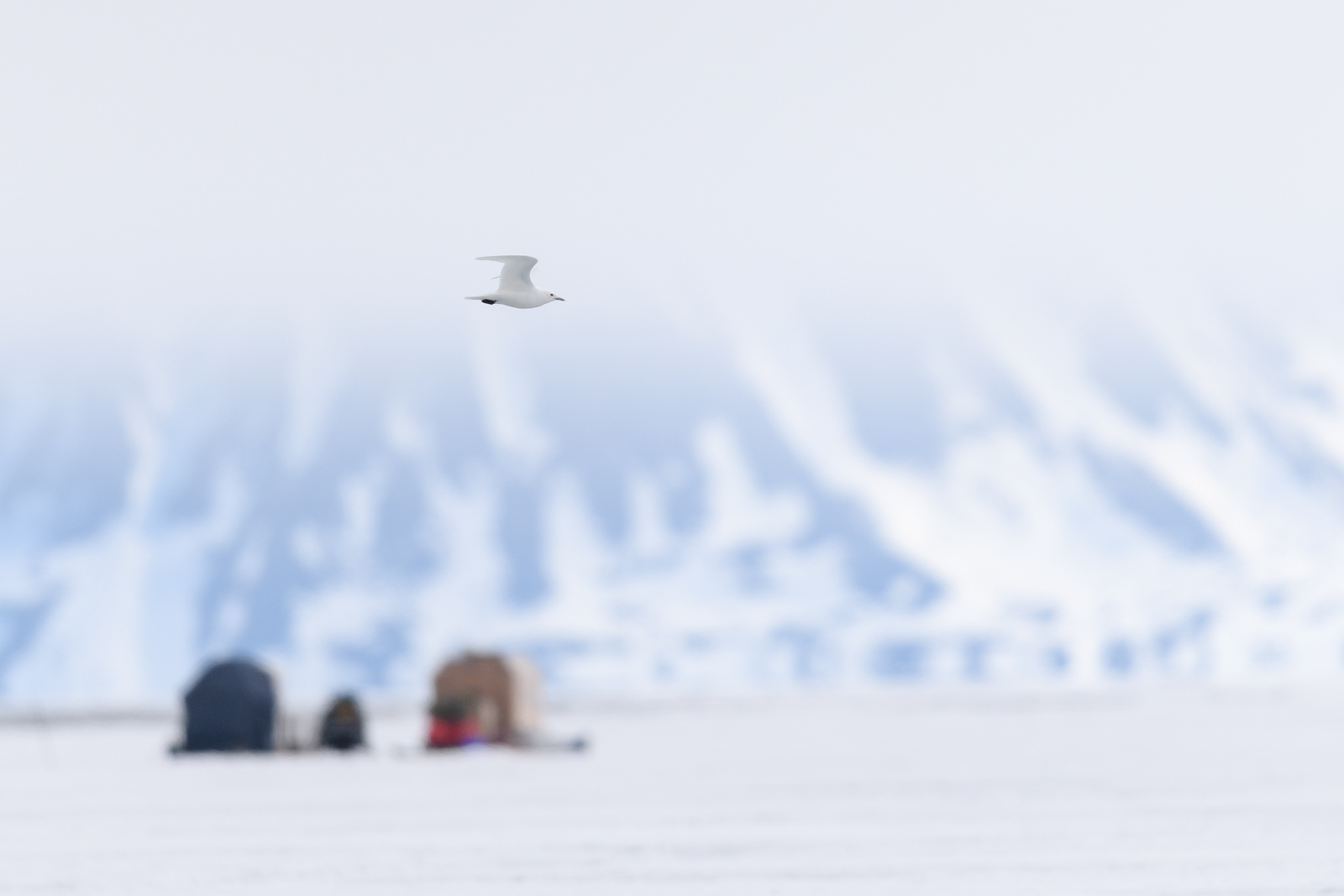 Ivory Gull