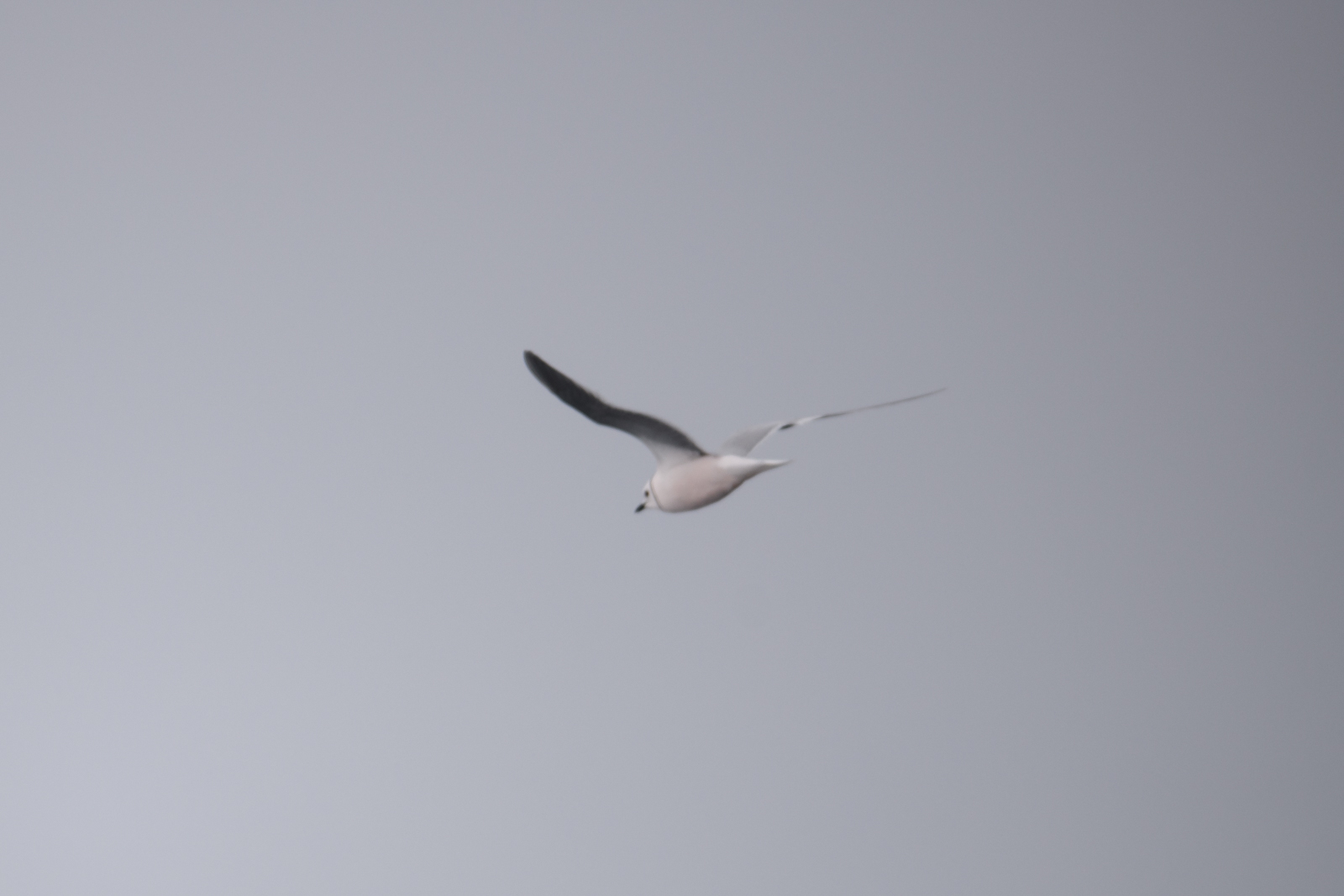 Ross's Gull