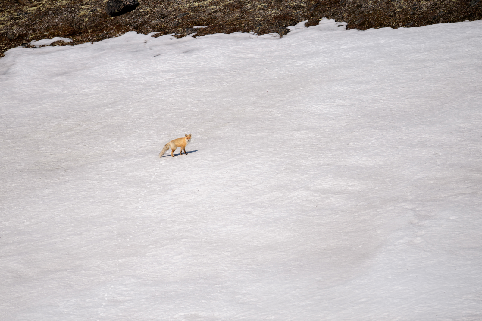 Red Fox
