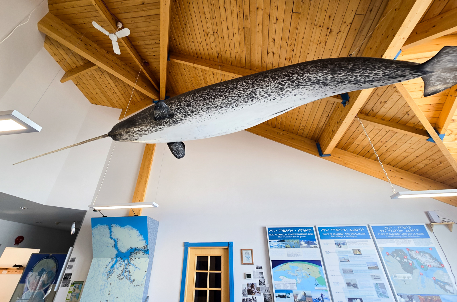 Museum Narwhal specimen