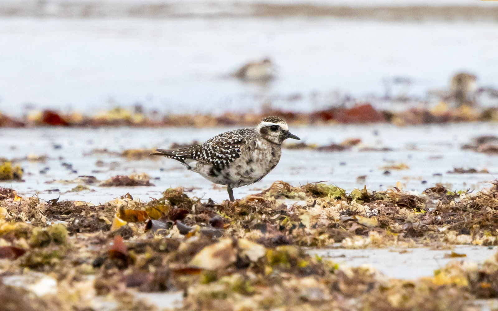 American Golden Plover
