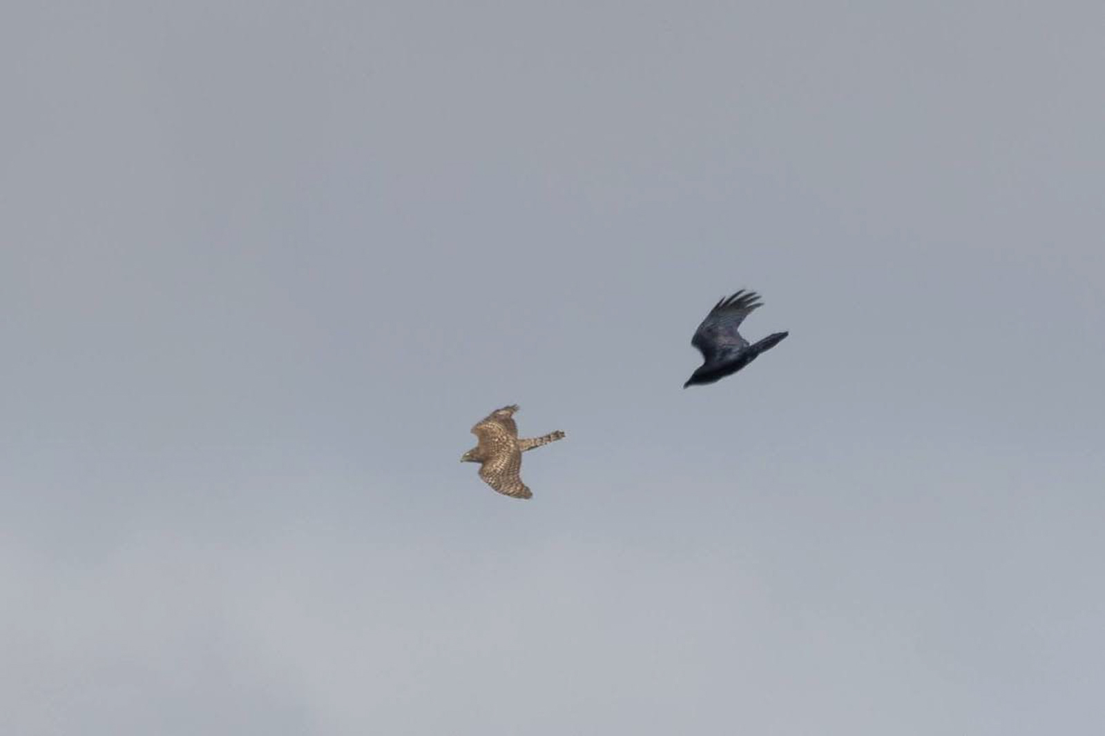 American Goshawk vs Common Raven