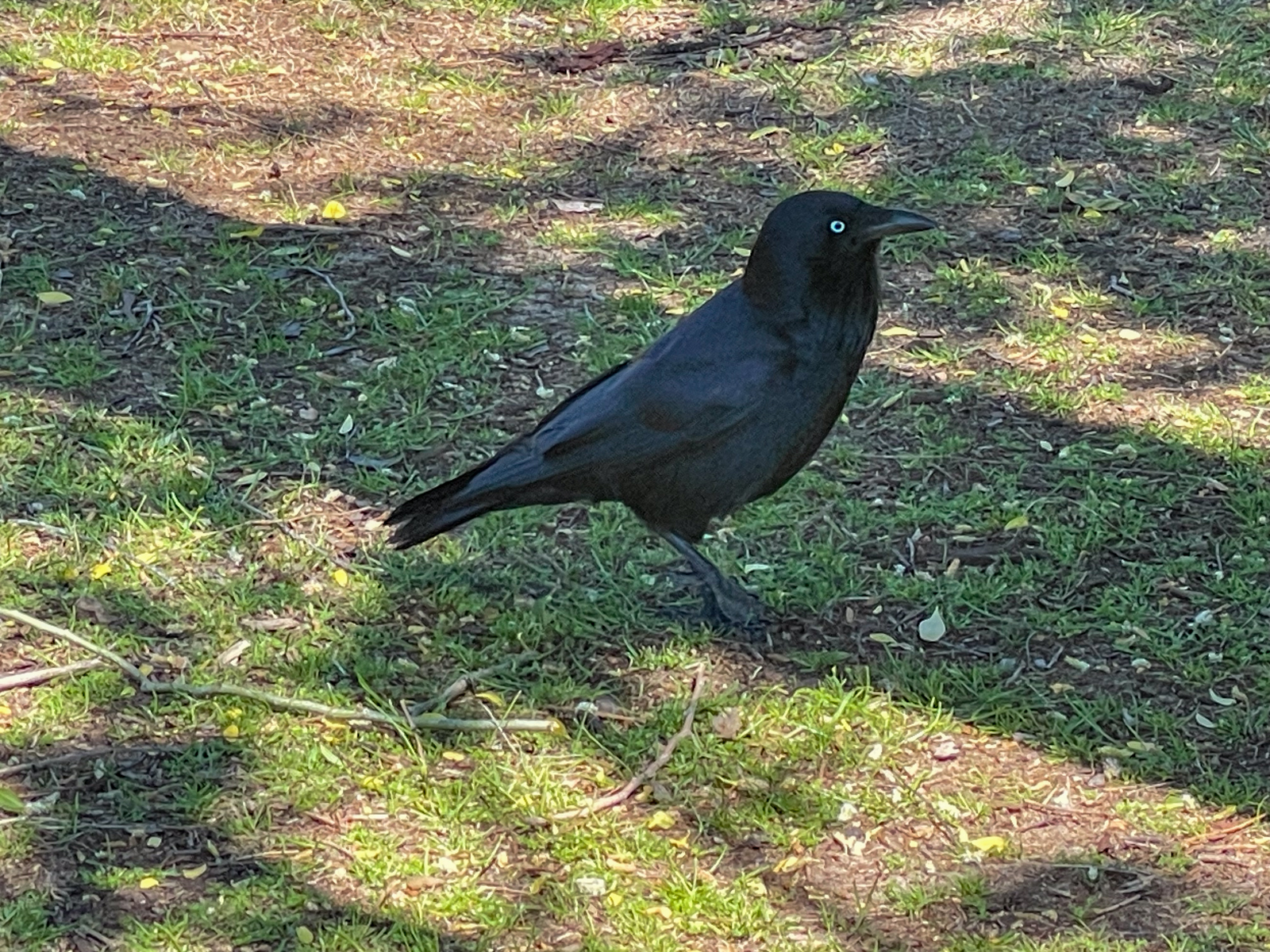 Australasian Raven