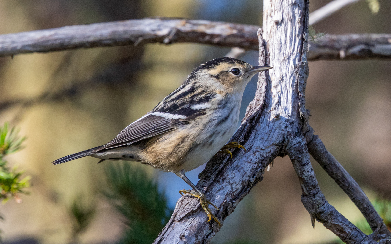 Black-and-white Warbler