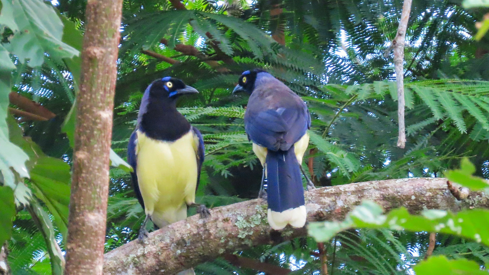 Black-chested Jays