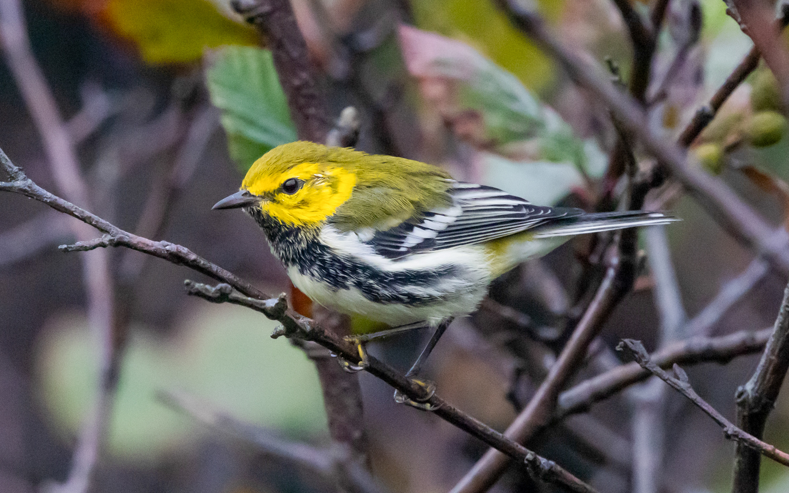 Black-throated Green-Warbler