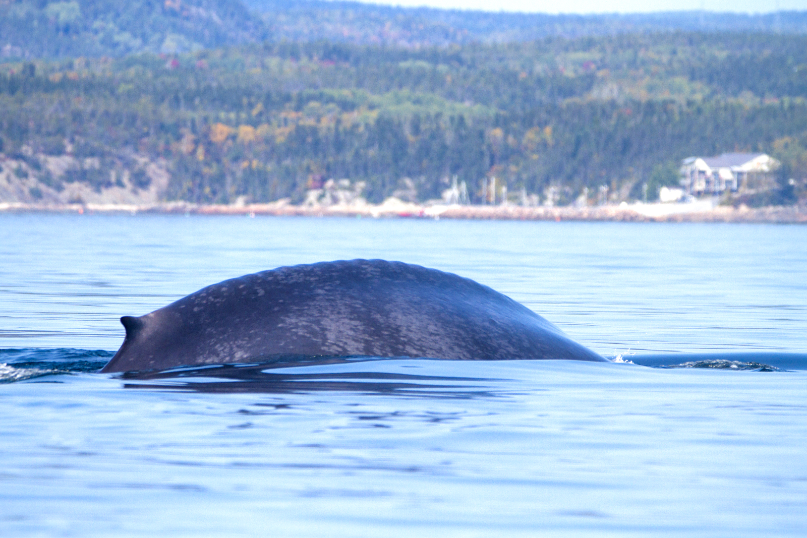 Blue Whale