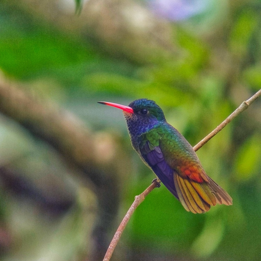 Blue-throated Goldentail