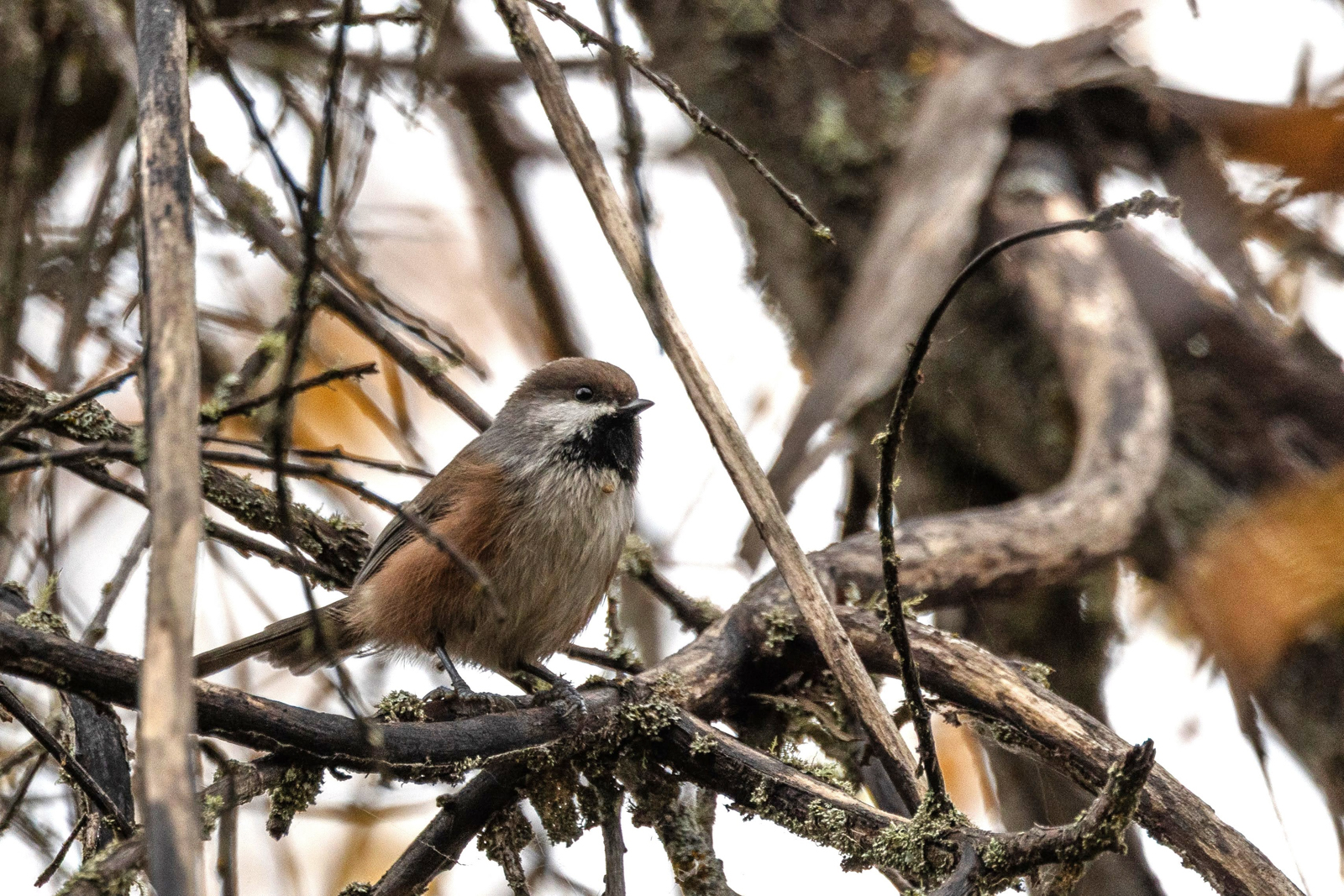 Boreal Chickadee