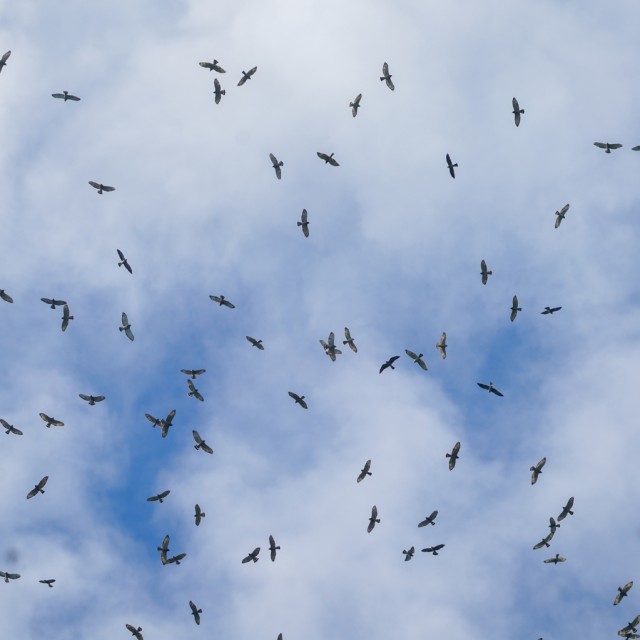 Broad-winged Hawk and Mississippi Kite migration