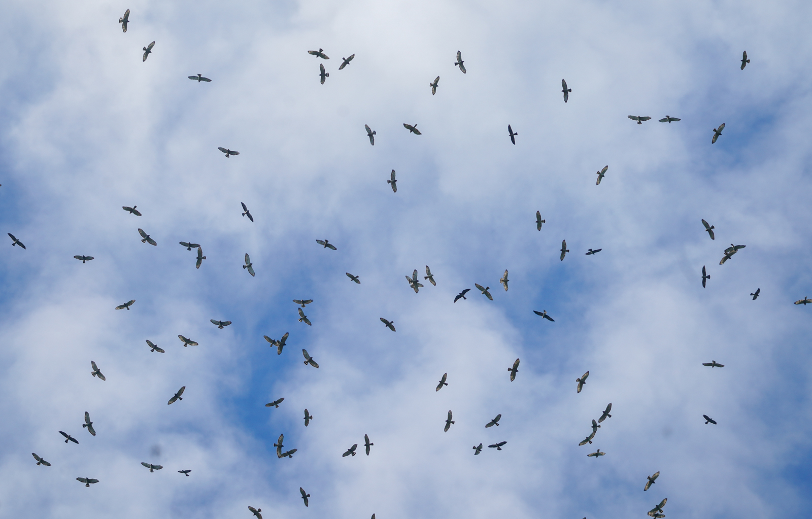 Broad-winged Hawk and Mississippi Kite migration