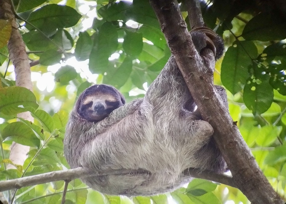Brown-throated Three-toed Sloth