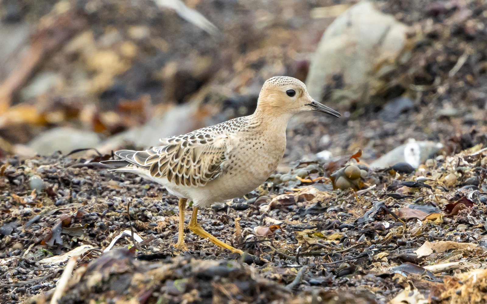Buff-breasted Sandpiper