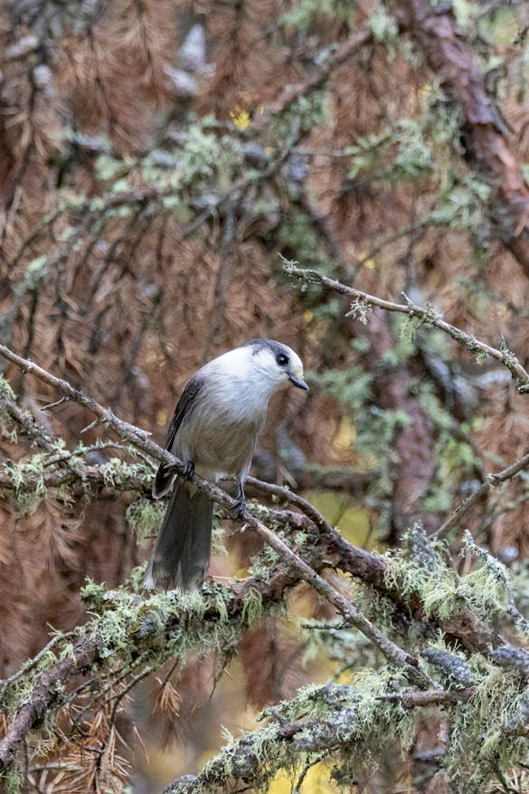 Canada Jay