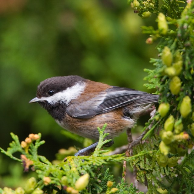 Chestnut-backed Chickadee