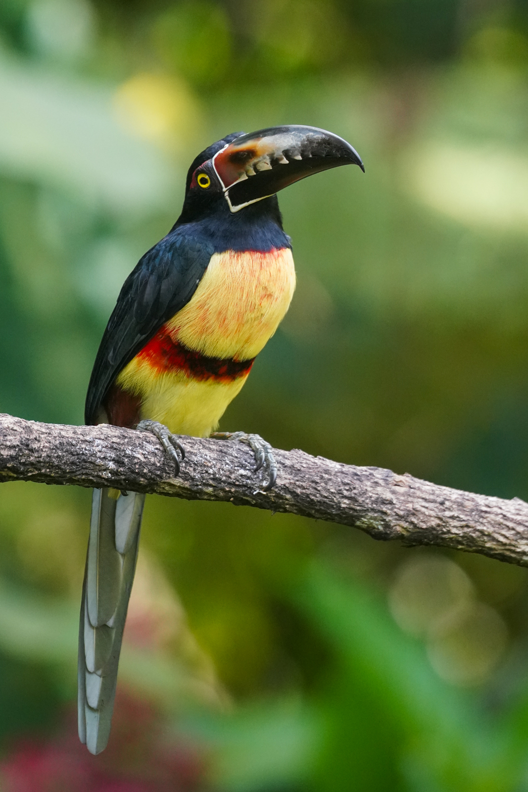 Collared Aracari