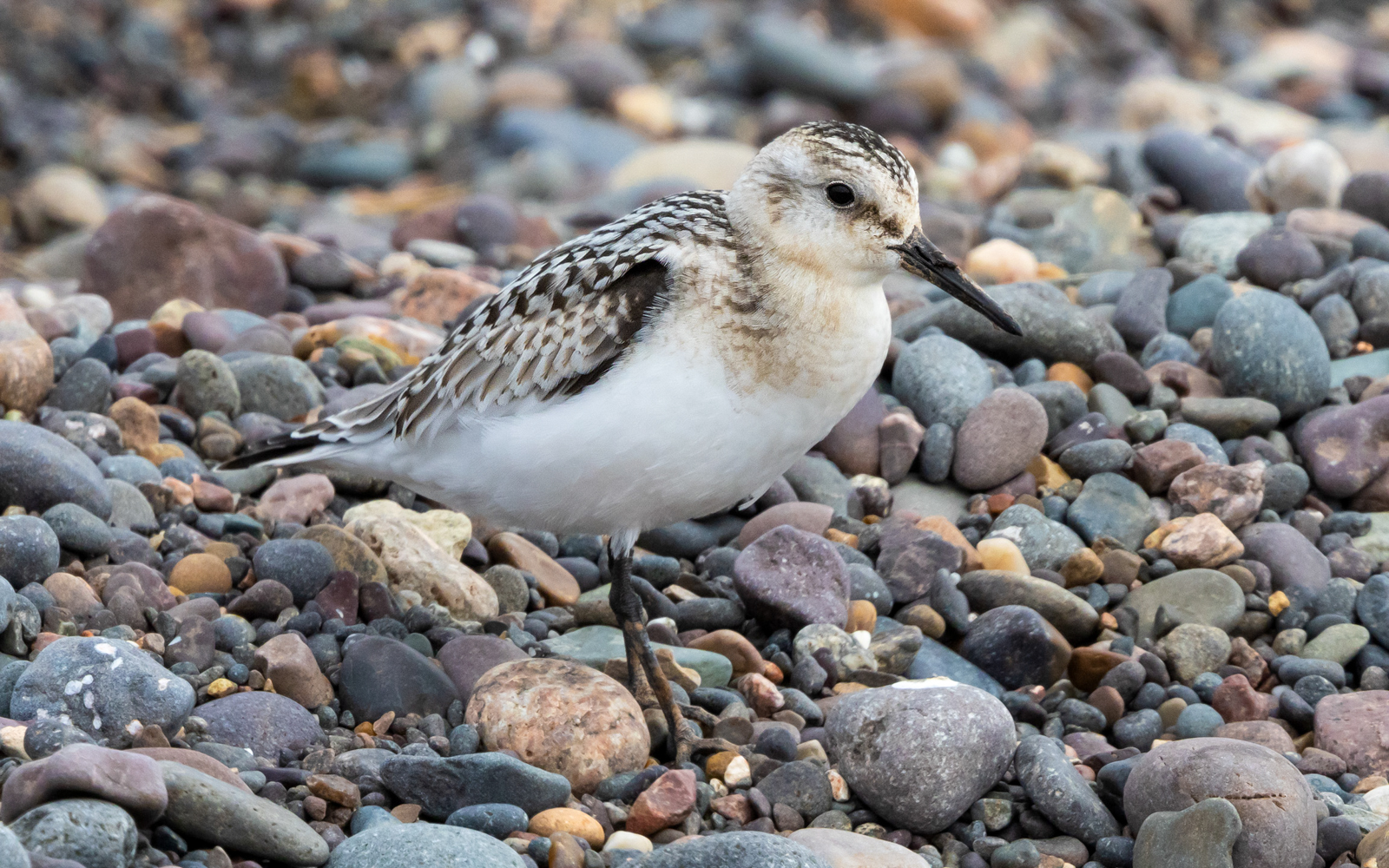 Confiding Sanderling