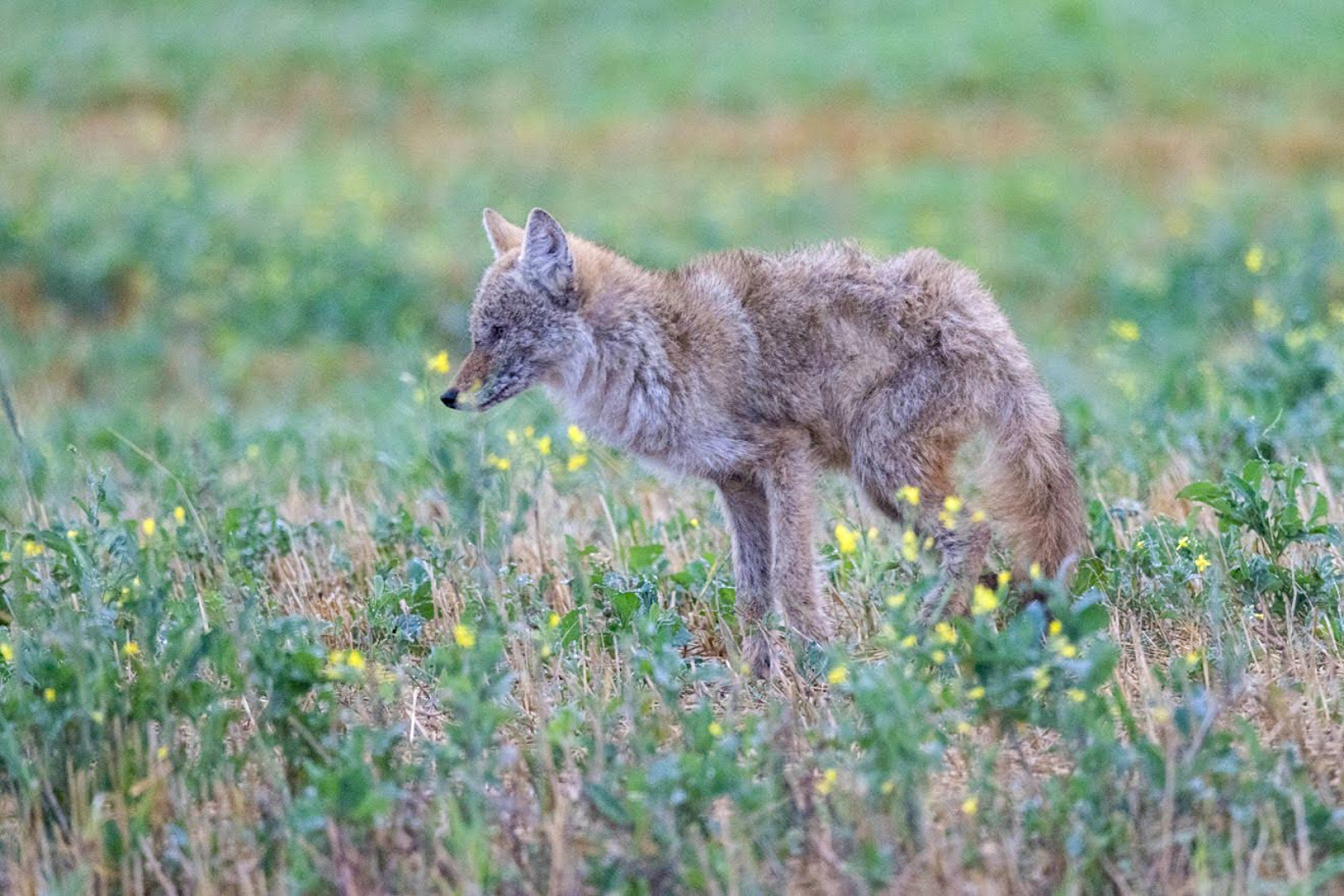 Coyote