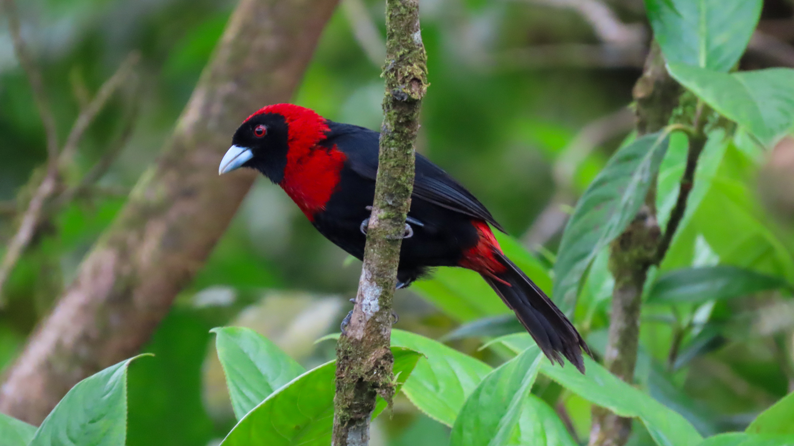 Crimson-collared Tanager