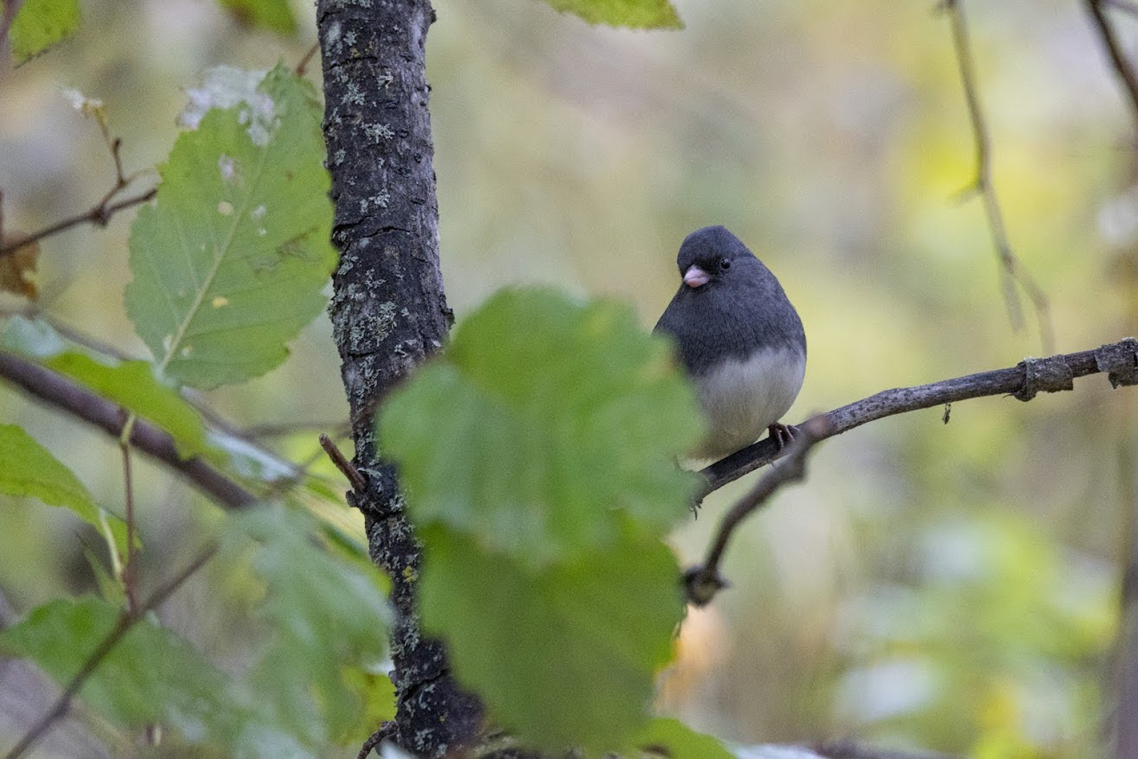 Dark-eyed Junco