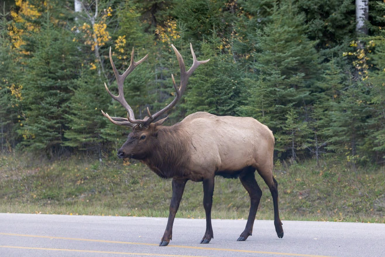 Elk bull