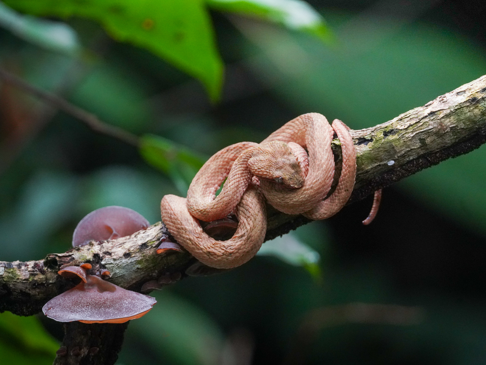 Eyelash Palm Pitviper