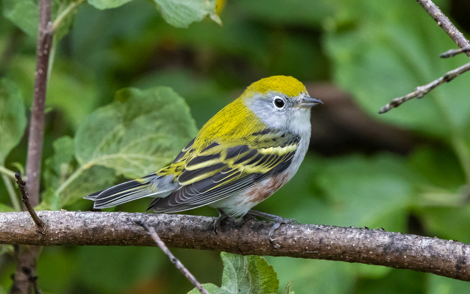 Fall-plumaged Chestnut-sided Warbler © Sue Powell