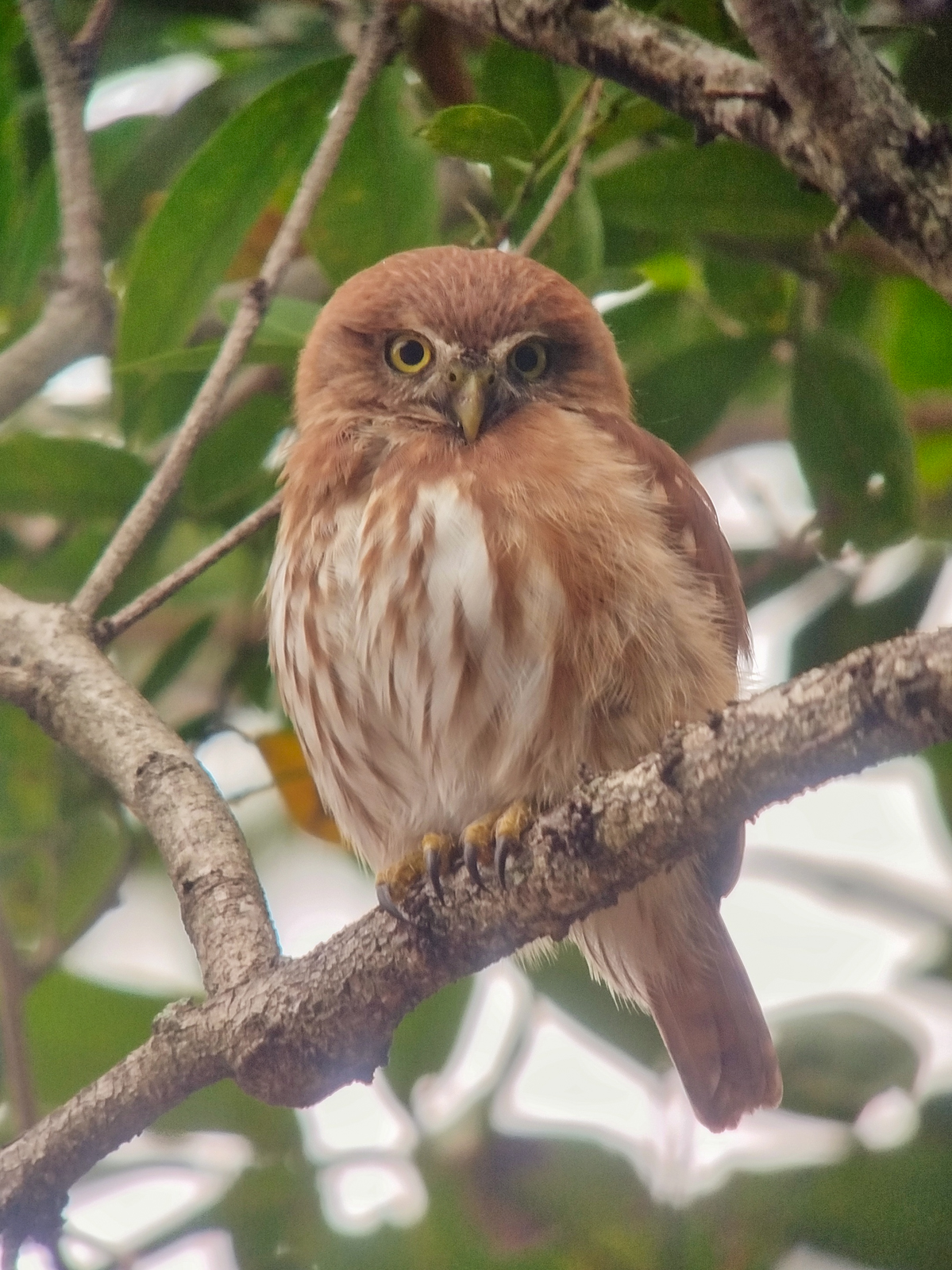 Ferruginous Pygmy-Owl