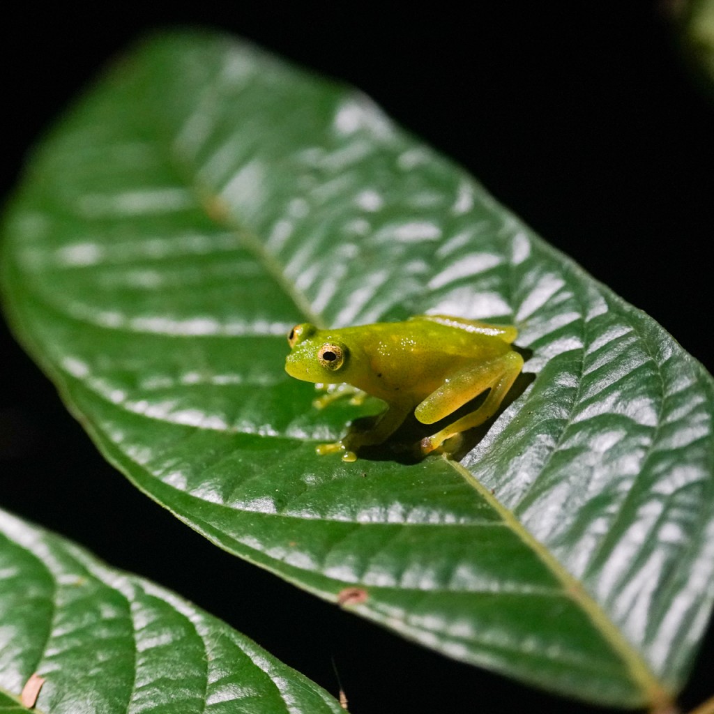Fleischmann's Glass Frog