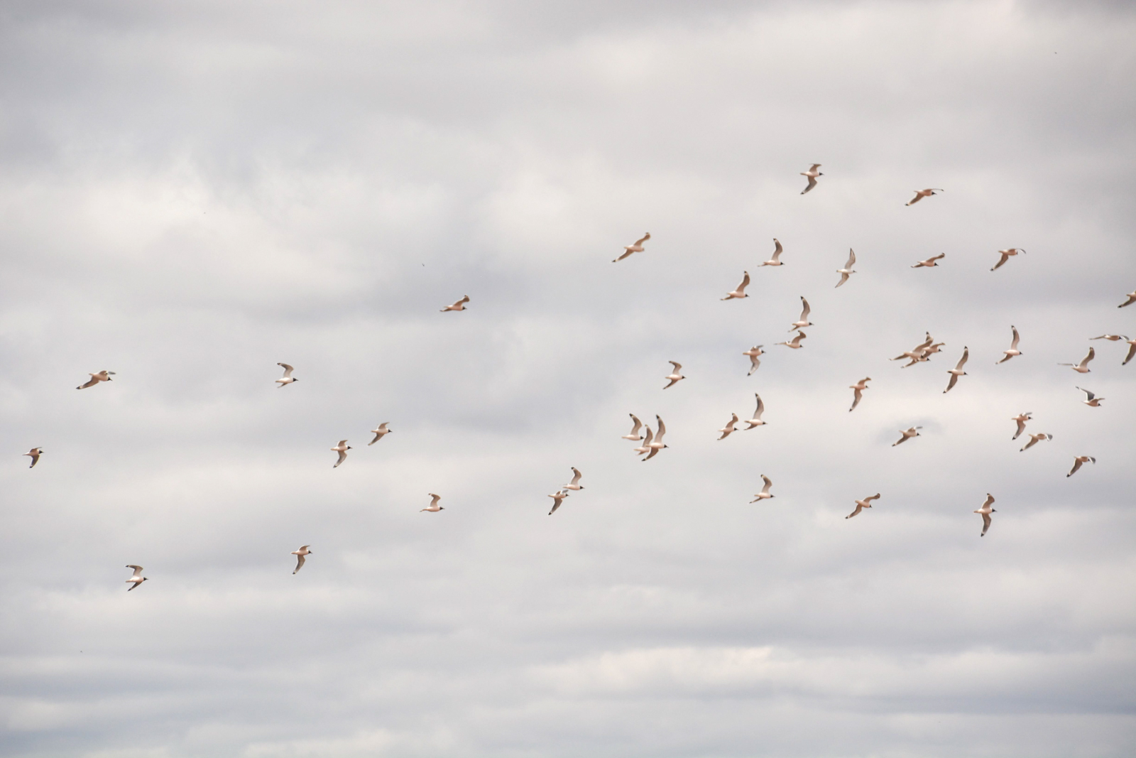 Franklin's Gulls