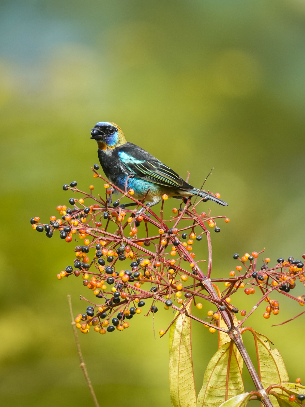 Golden-hooded Tanager
