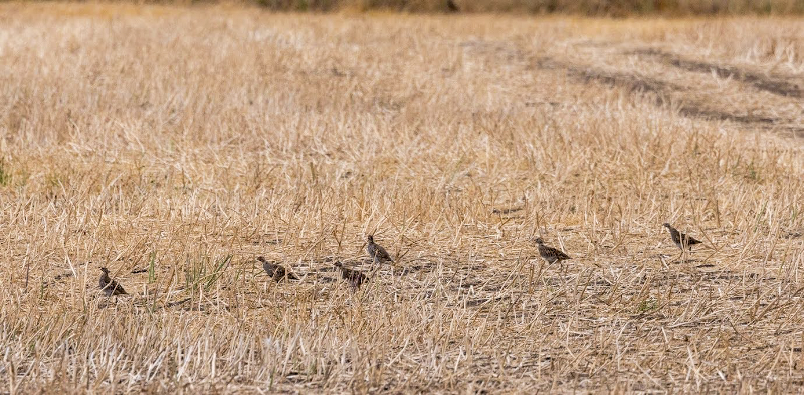 Gray Partridge