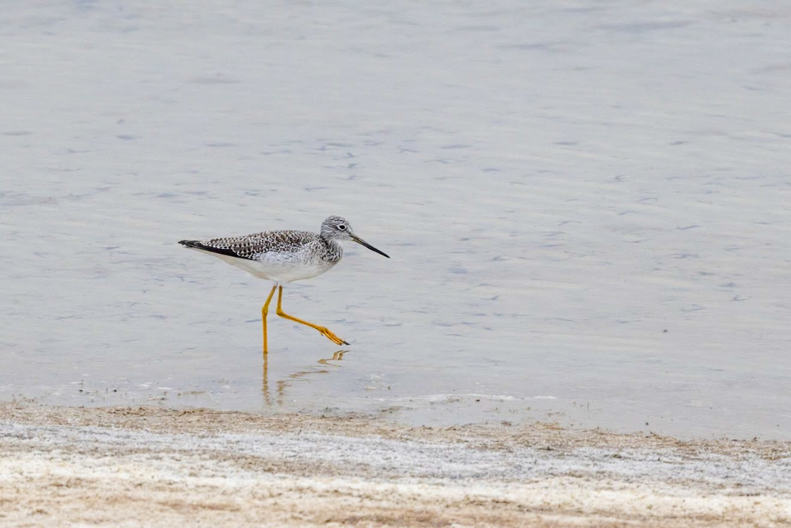 Greater Yellowlegs
