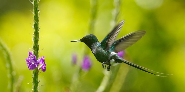 Costa Rica: Caribbean Mountains to Coast 2025 Trip Report (Oct 1 -12)