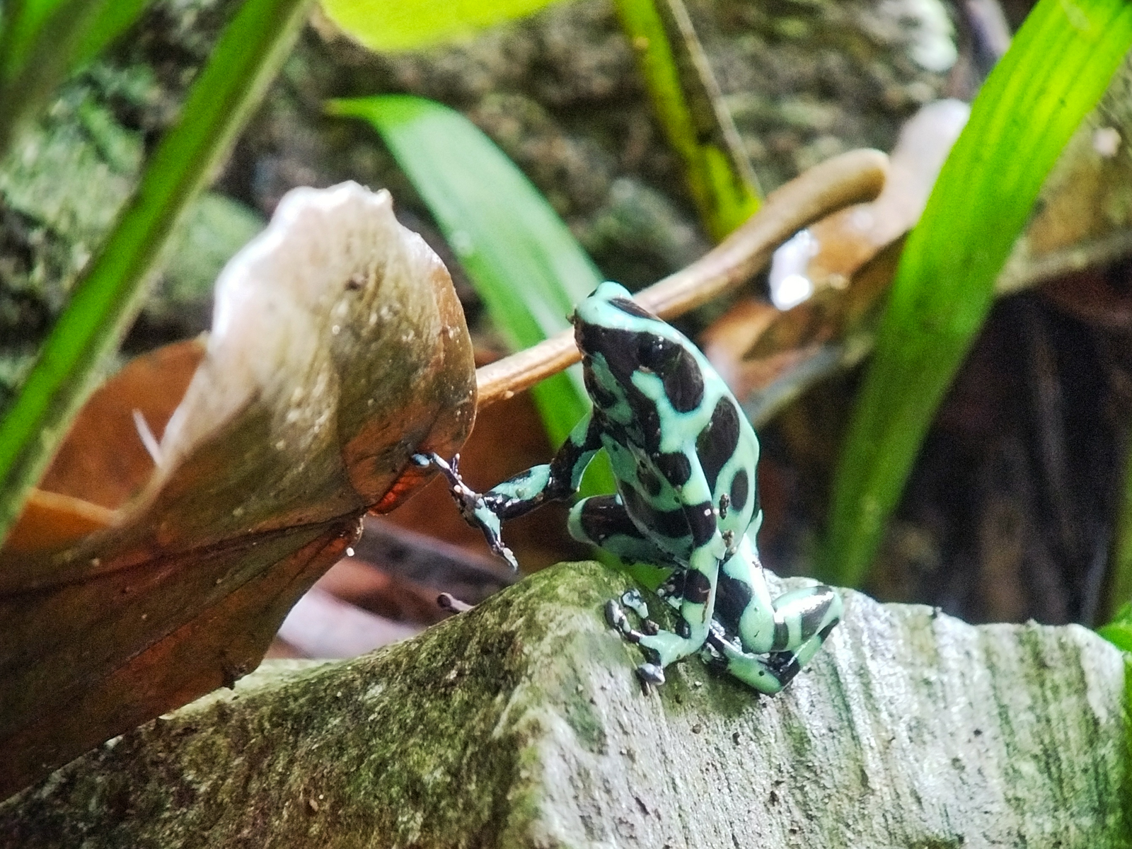 Green-and-black Poison Frog