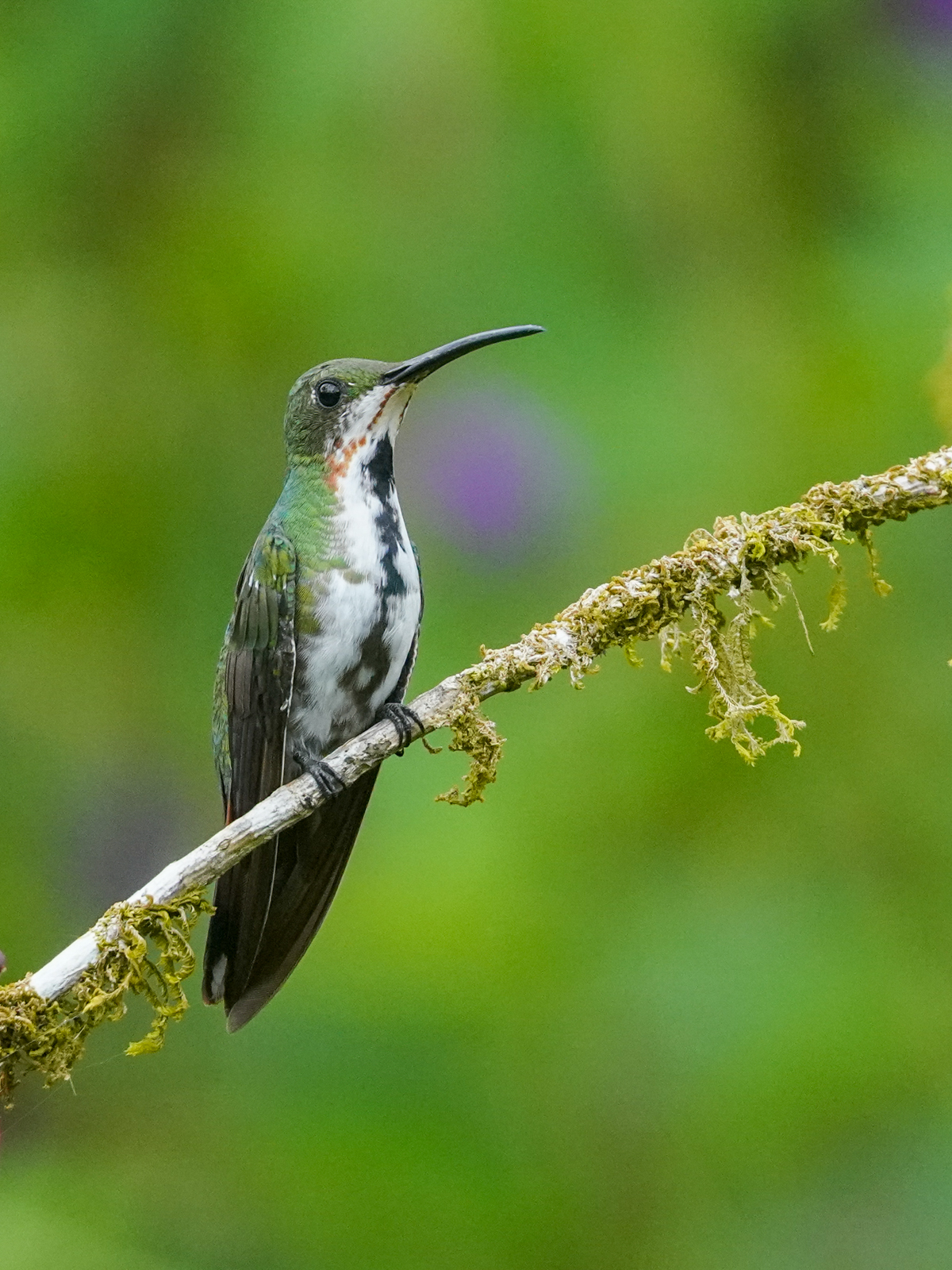 Green-breasted Mango