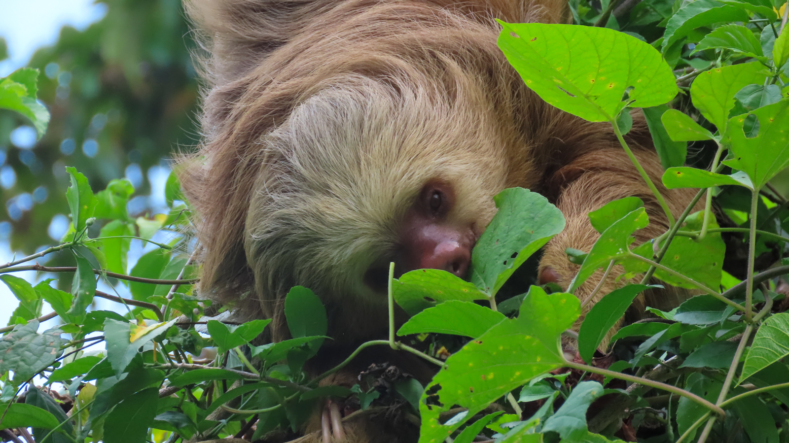Hoffman's Two-toed Sloth