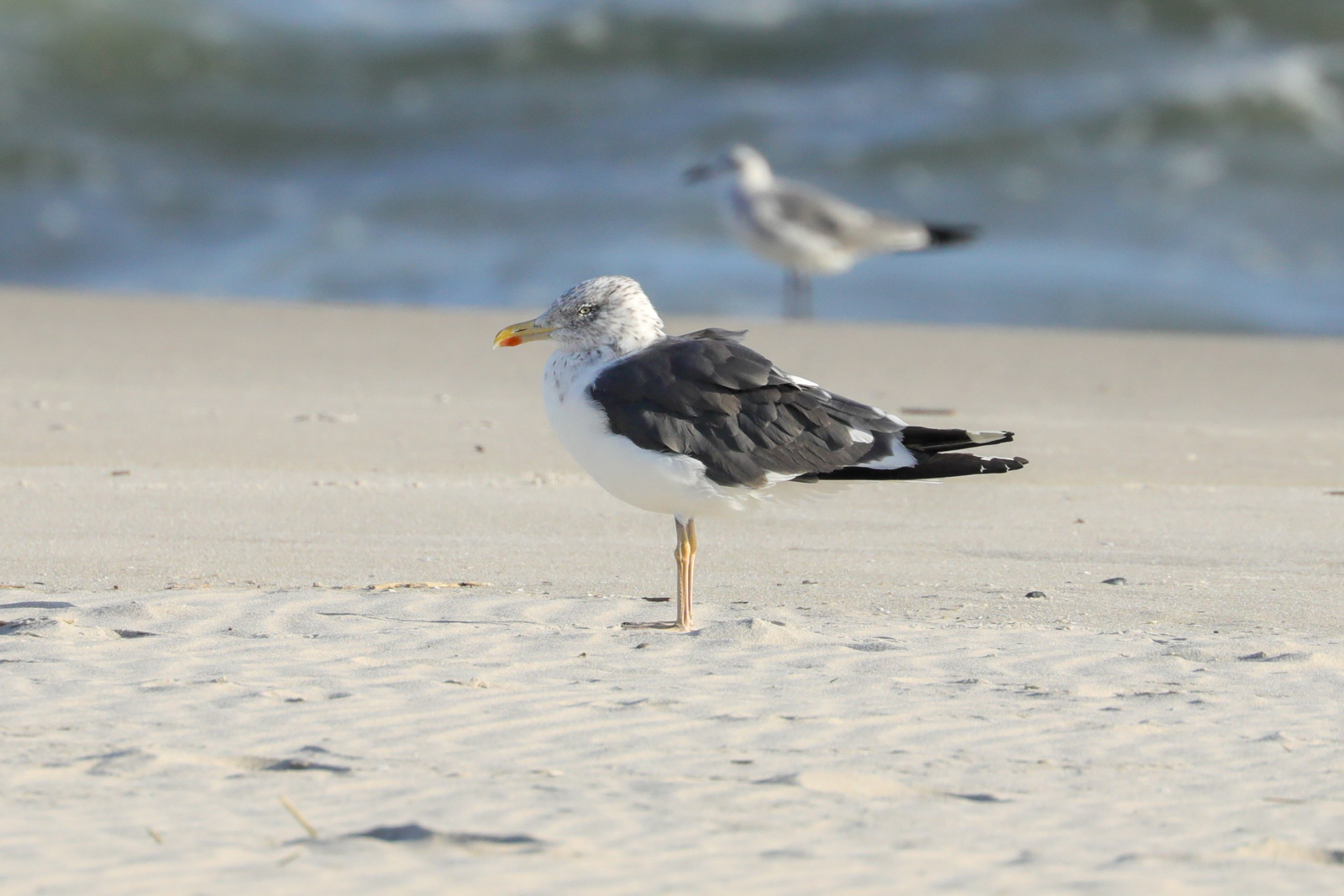 Lesser Black-backed Gull
