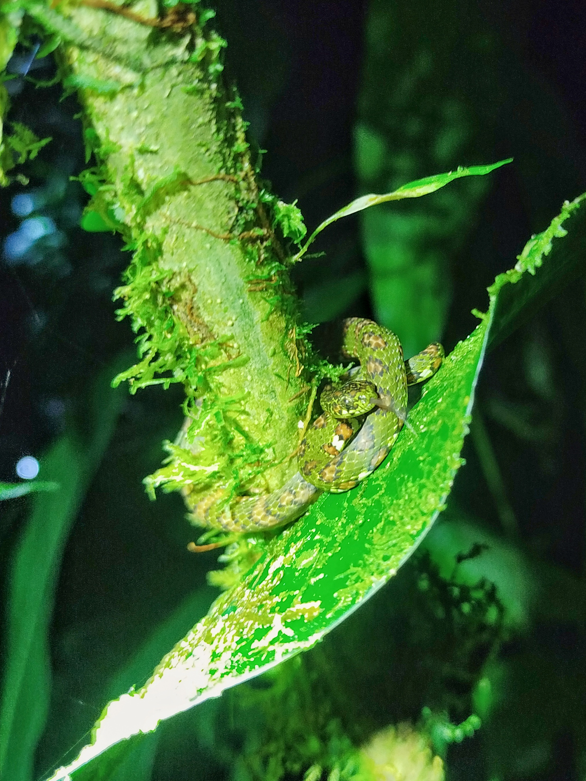 Lichen-colored Snail-eater