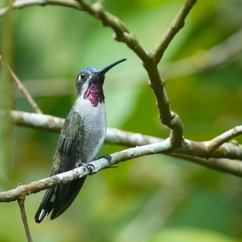 Long-billed Starthroat