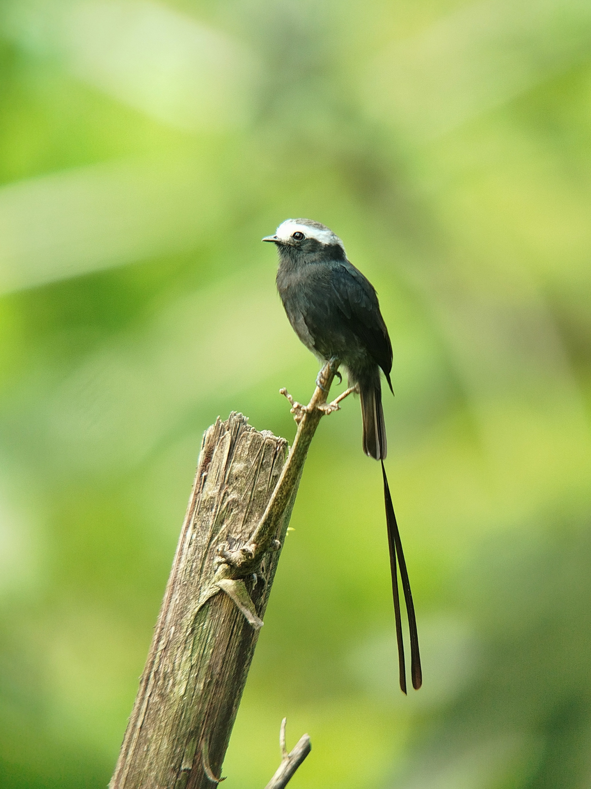 Long-tailed Tyrant