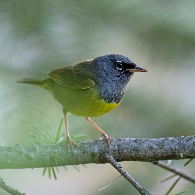 MacGillivray's Warbler